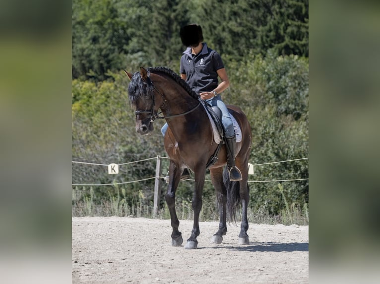 PRE Hingst 5 år 162 cm Rökfärgad svart in Annecy