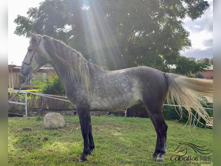 PRE Hingst 5 år 163 cm Grå in Barcelona