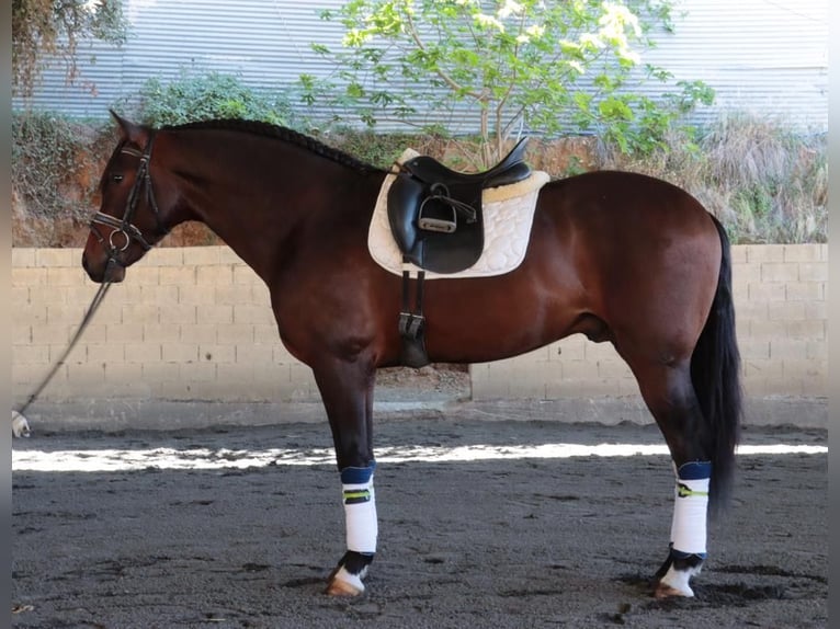 PRE Hingst 5 år 163 cm Mörkbrun in Malaga