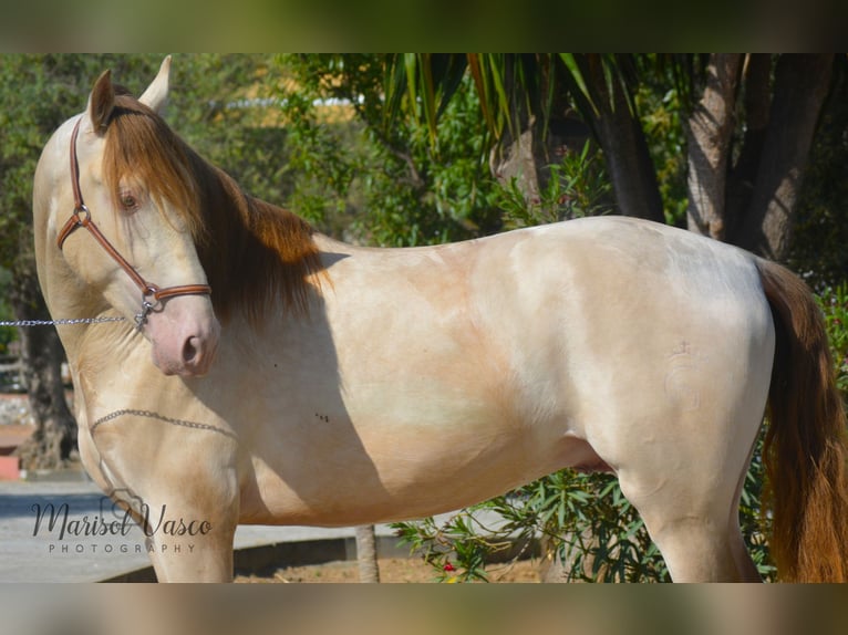 PRE Hingst 5 år 163 cm Perlino in Arcos de la Frontera