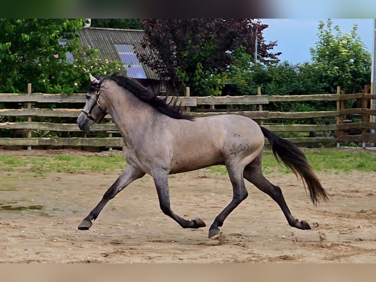 PRE Hingst 5 år 164 cm Grå-röd-brun in Polenz