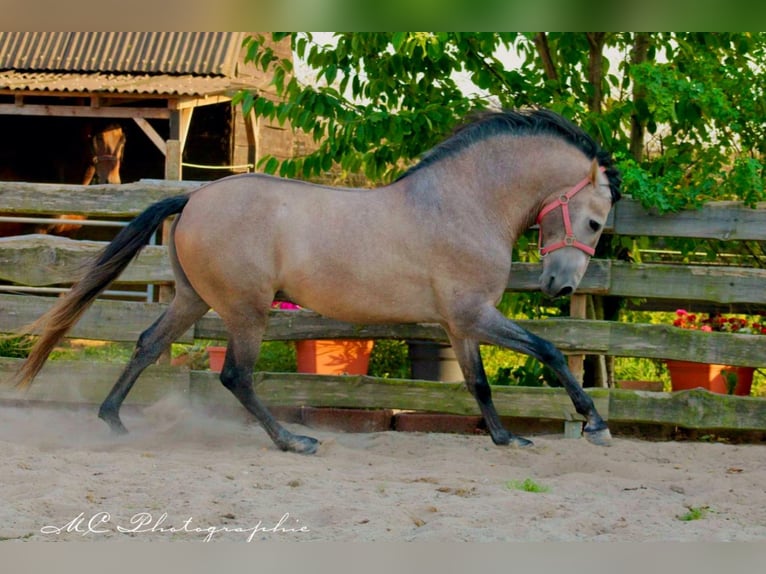 PRE Hingst 5 år 164 cm Grå-röd-brun in Polenz