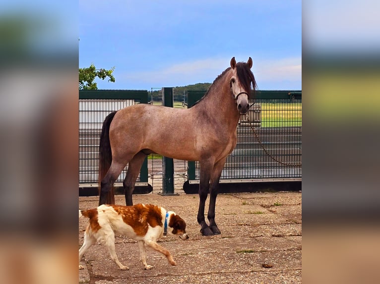 PRE Hingst 5 år 164 cm Grå-röd-brun in Polenz