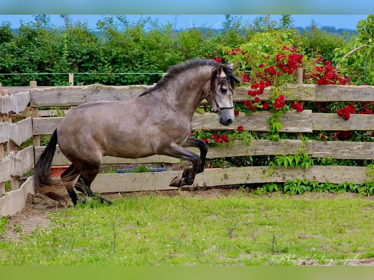 PRE Hingst 5 år 164 cm Grå-röd-brun in Polenz