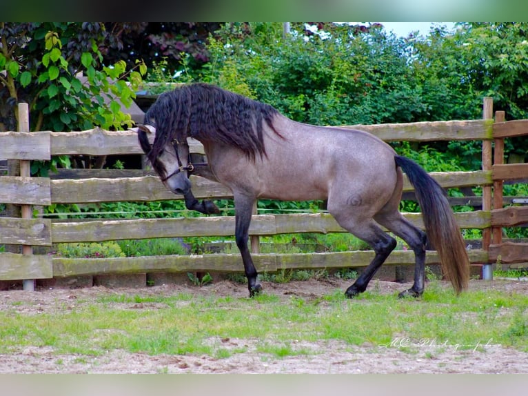 PRE Hingst 5 år 164 cm Grå-röd-brun in Polenz