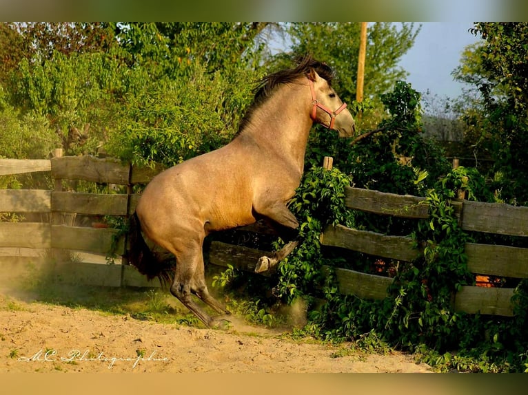 PRE Hingst 5 år 164 cm Grå-röd-brun in Polenz