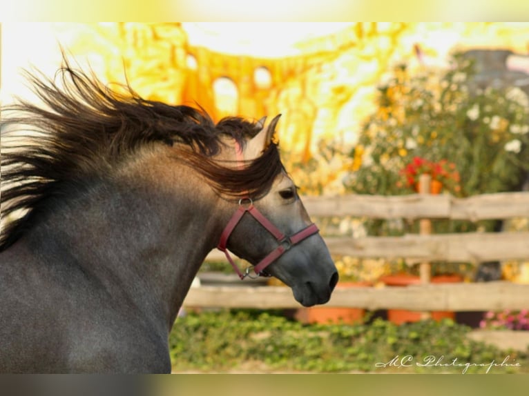 PRE Hingst 5 år 164 cm Grå-röd-brun in Polenz