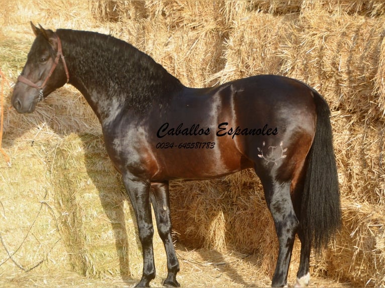 PRE Hingst 5 år 164 cm Rökfärgad svart in Vejer de la Frontera