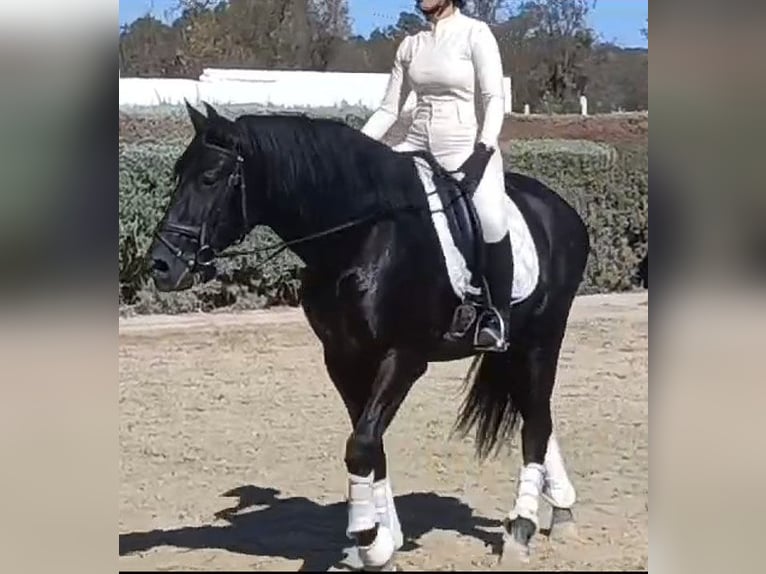 PRE Blandning Hingst 5 år 164 cm Svart in Huelva