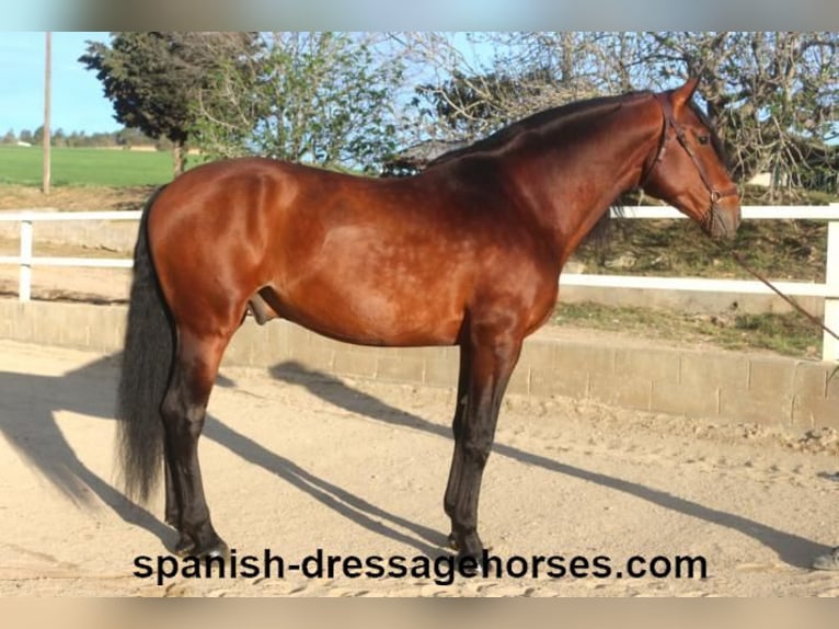 PRE Blandning Hingst 5 år 165 cm Brun in Barcelona