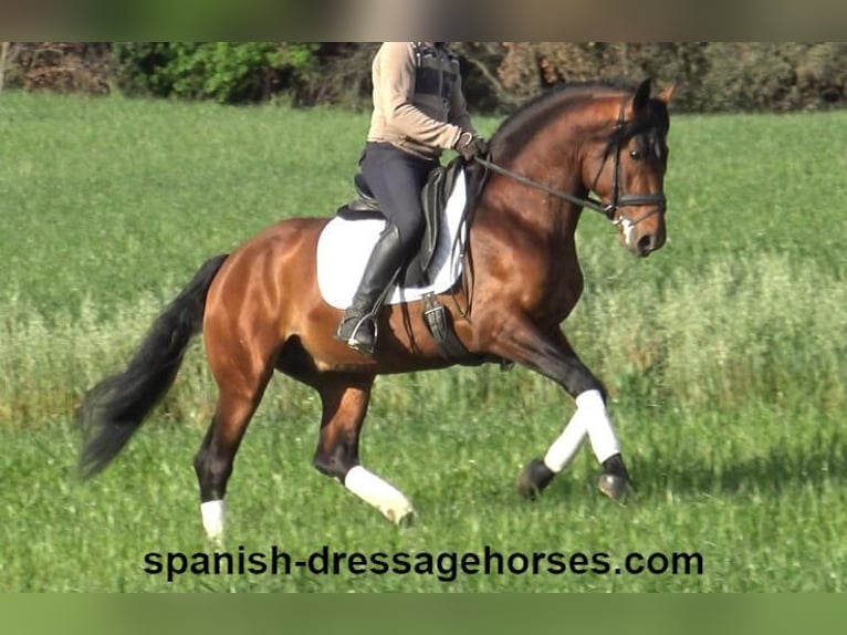 PRE Blandning Hingst 5 år 165 cm Brun in Barcelona