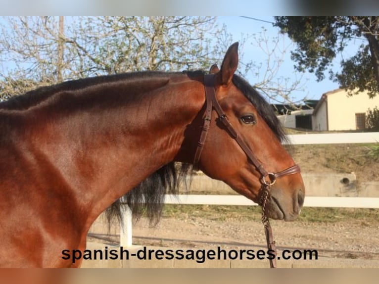 PRE Blandning Hingst 5 år 165 cm Brun in Barcelona