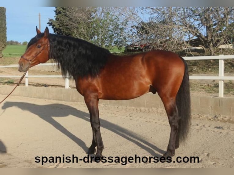 PRE Blandning Hingst 5 år 165 cm Brun in Barcelona