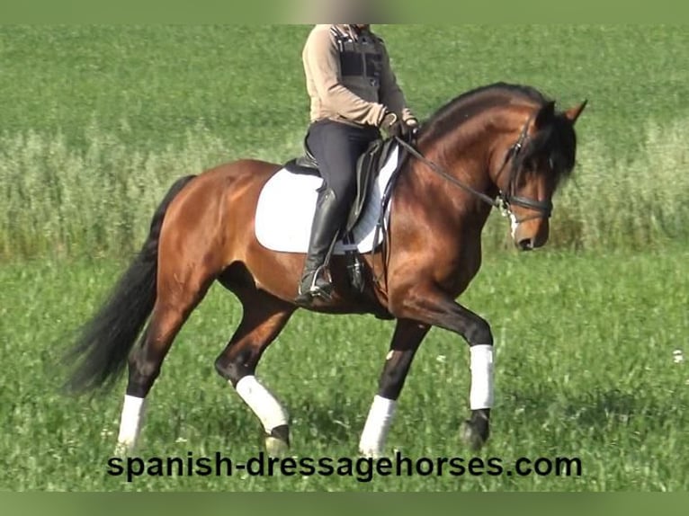 PRE Blandning Hingst 5 år 165 cm Brun in Barcelona