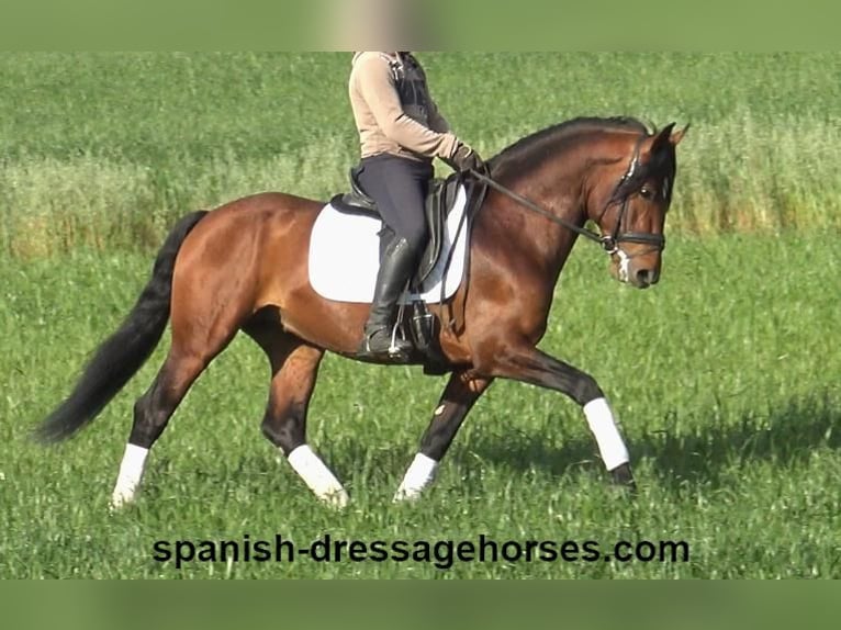 PRE Blandning Hingst 5 år 165 cm Brun in Barcelona