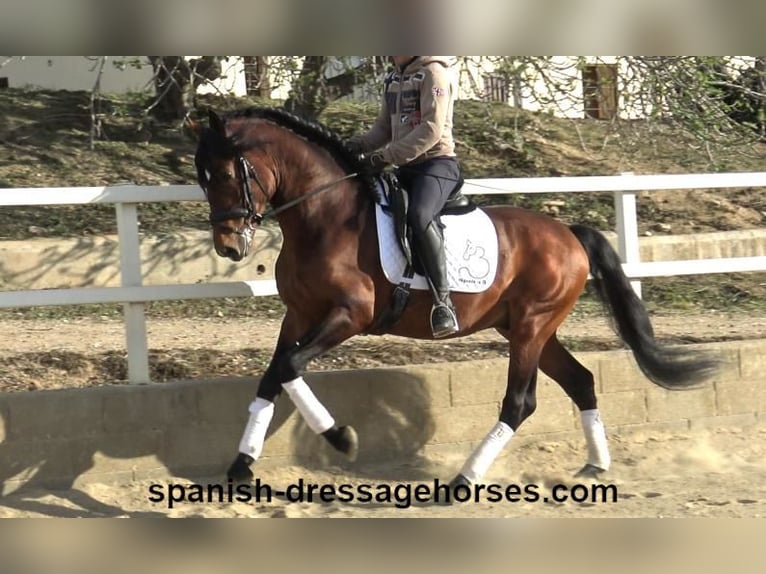 PRE Blandning Hingst 5 år 165 cm Brun in Barcelona