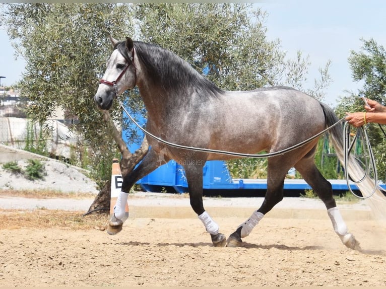 PRE Hingst 5 år 166 cm in Provinz Granada