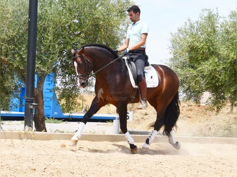 PRE Hingst 5 år 167 cm in Provinz Granada