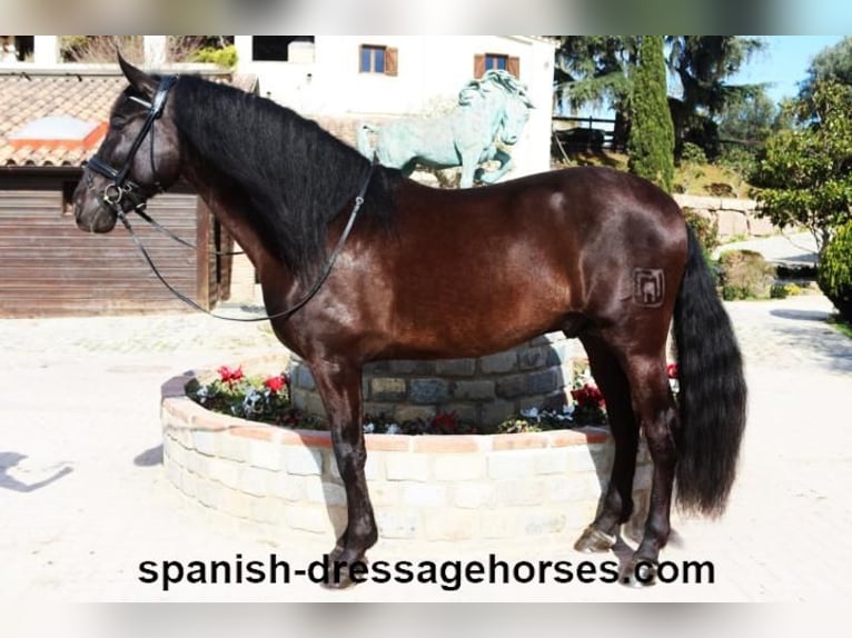 PRE Blandning Hingst 5 år 167 cm Svart in Barcelona