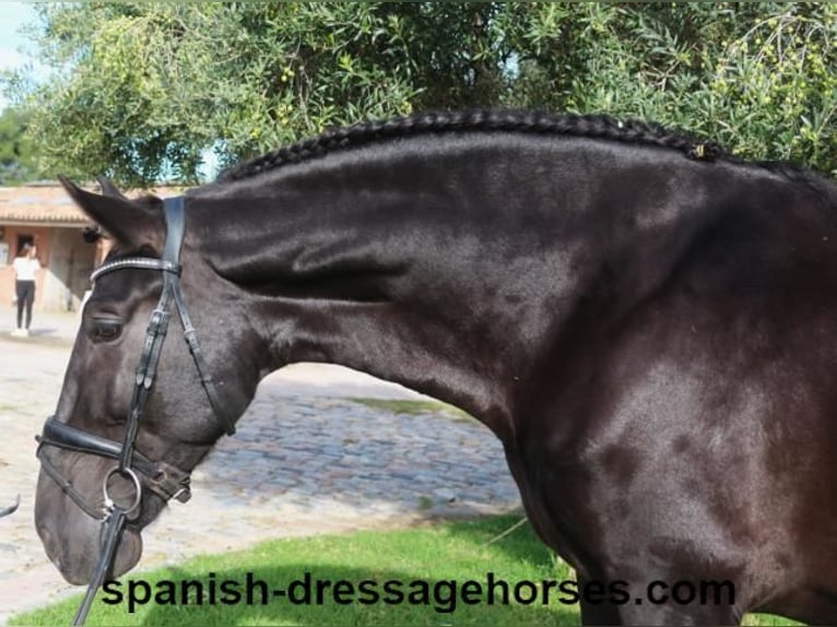 PRE Blandning Hingst 5 år 167 cm Svart in Barcelona