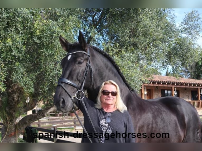 PRE Blandning Hingst 5 år 167 cm Svart in Barcelona