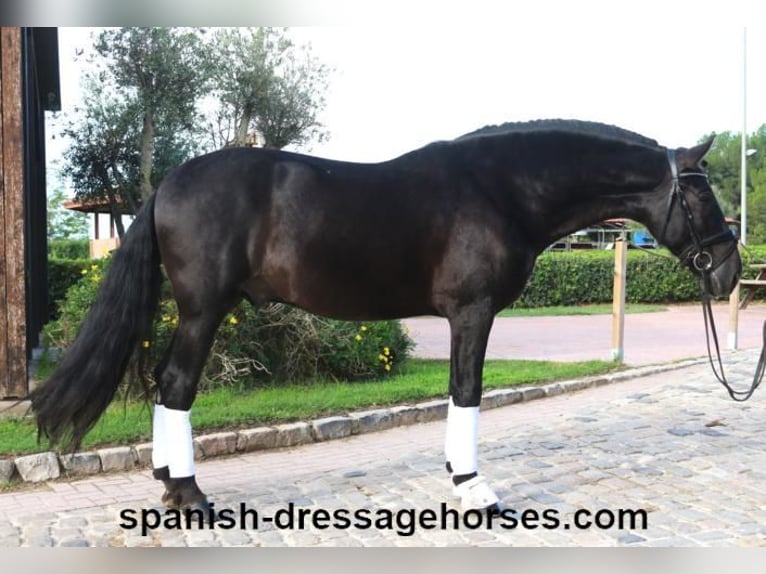 PRE Blandning Hingst 5 år 167 cm Svart in Barcelona