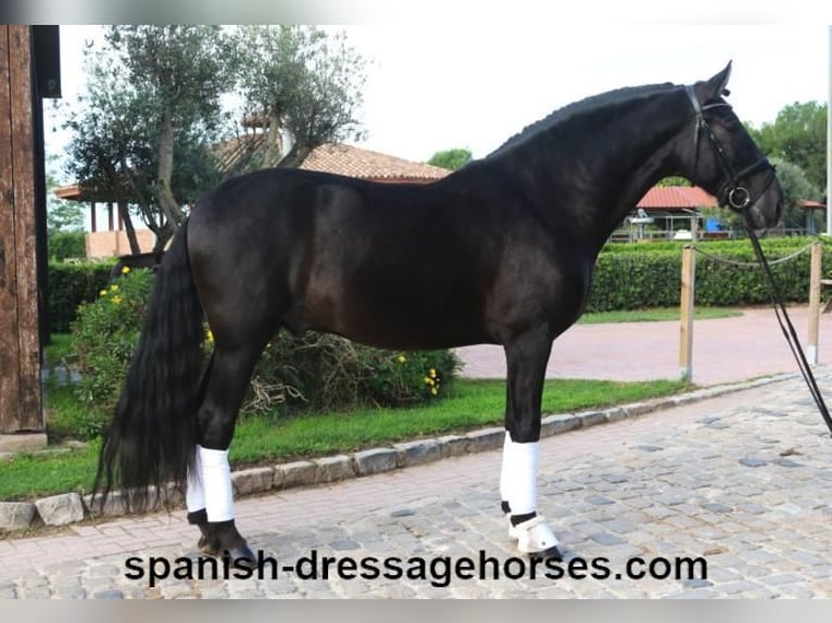 PRE Blandning Hingst 5 år 167 cm Svart in Barcelona