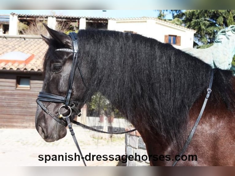 PRE Blandning Hingst 5 år 167 cm Svart in Barcelona