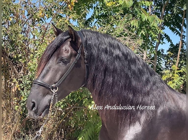 PRE Blandning Hingst 5 år 167 cm Svart in Sevilla