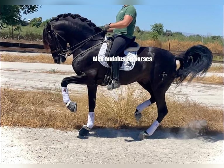 PRE Blandning Hingst 5 år 167 cm Svart in Sevilla