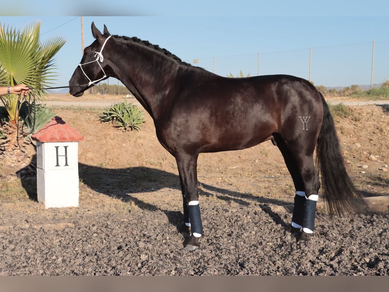 PRE Hingst 5 år 168 cm Rökfärgad svart in Malaga