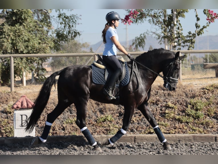 PRE Hingst 5 år 168 cm Rökfärgad svart in Malaga