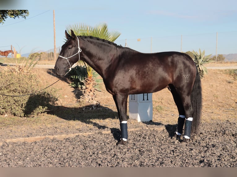 PRE Hingst 5 år 168 cm Rökfärgad svart in Malaga