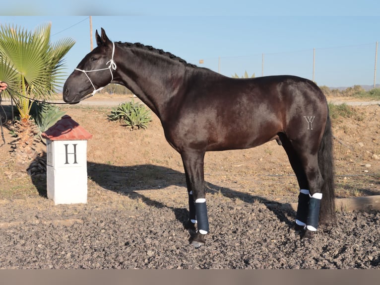 PRE Hingst 5 år 168 cm Rökfärgad svart in Malaga