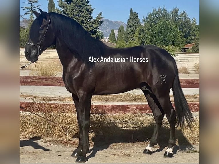 PRE Blandning Hingst 5 år 168 cm Svart in Sevilla