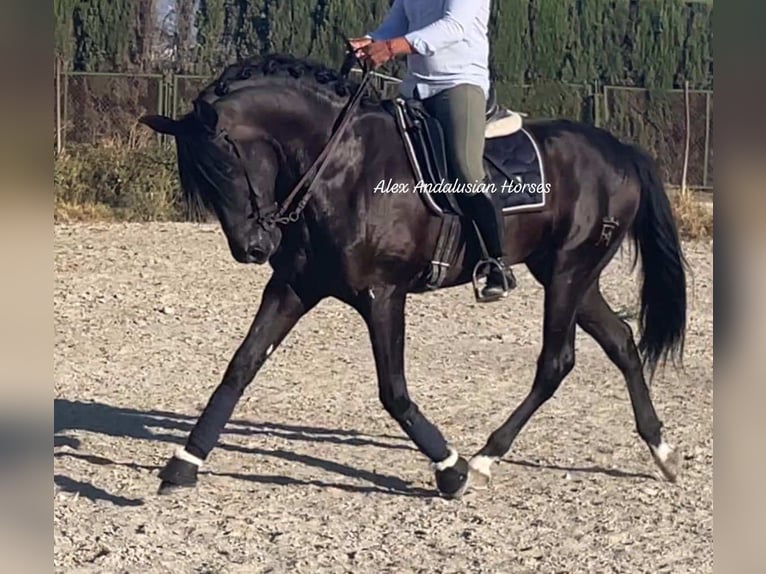 PRE Blandning Hingst 5 år 168 cm Svart in Sevilla