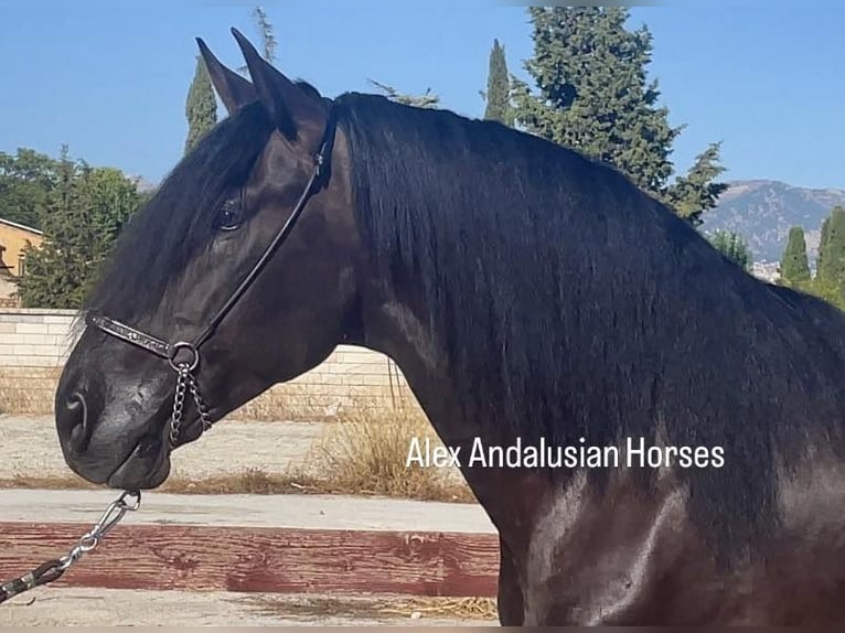 PRE Blandning Hingst 5 år 168 cm Svart in Sevilla