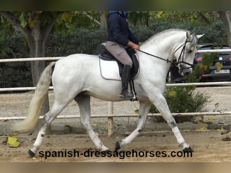 PRE Hingst 5 år 170 cm Grå in Barcelona