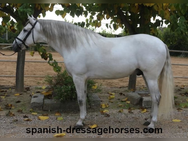 PRE Hingst 5 år 170 cm Grå in Barcelona