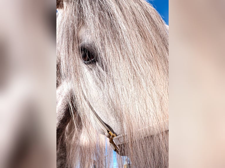 PRE Hingst 5 år 170 cm Grå in Valencia