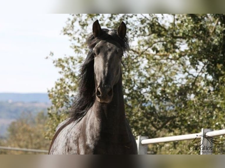 PRE Hingst 5 år 170 cm Svart in Barcelona