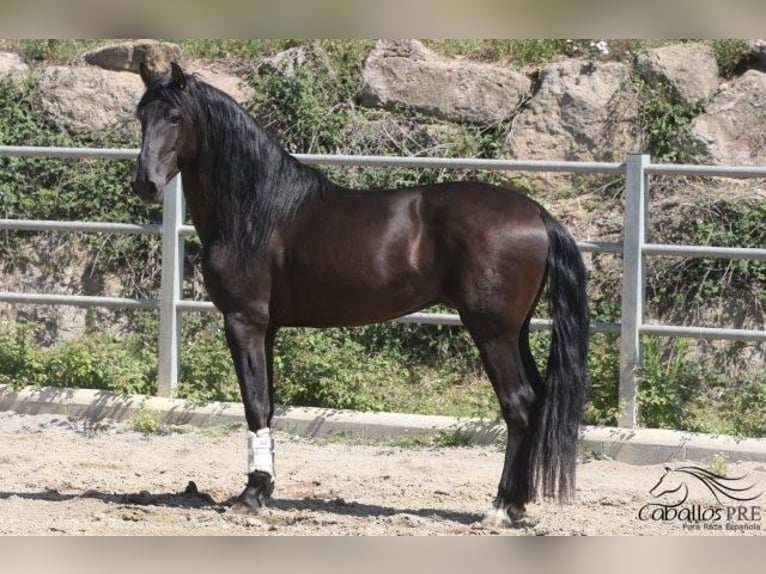 PRE Hingst 5 år 170 cm Svart in Barcelona