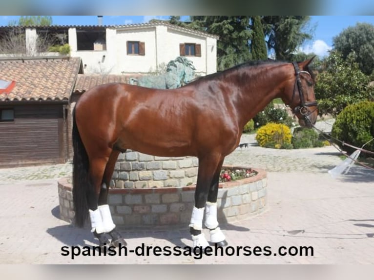 PRE Blandning Hingst 5 år 171 cm Brun in Barcelona