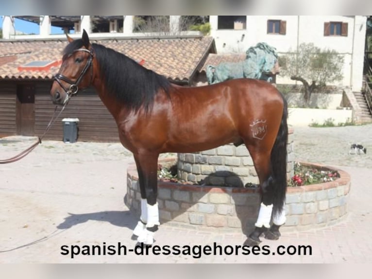 PRE Blandning Hingst 5 år 171 cm Brun in Barcelona