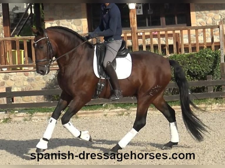 PRE Blandning Hingst 5 år 171 cm Brun in Barcelona