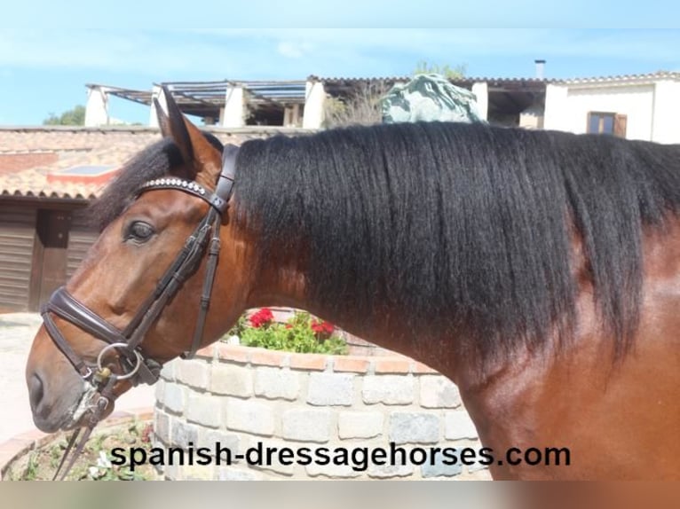 PRE Blandning Hingst 5 år 171 cm Brun in Barcelona