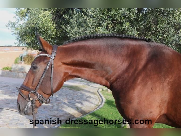 PRE Blandning Hingst 5 år 171 cm Brun in Barcelona