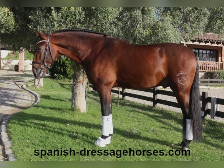 PRE Blandning Hingst 5 år 171 cm Brun in Barcelona