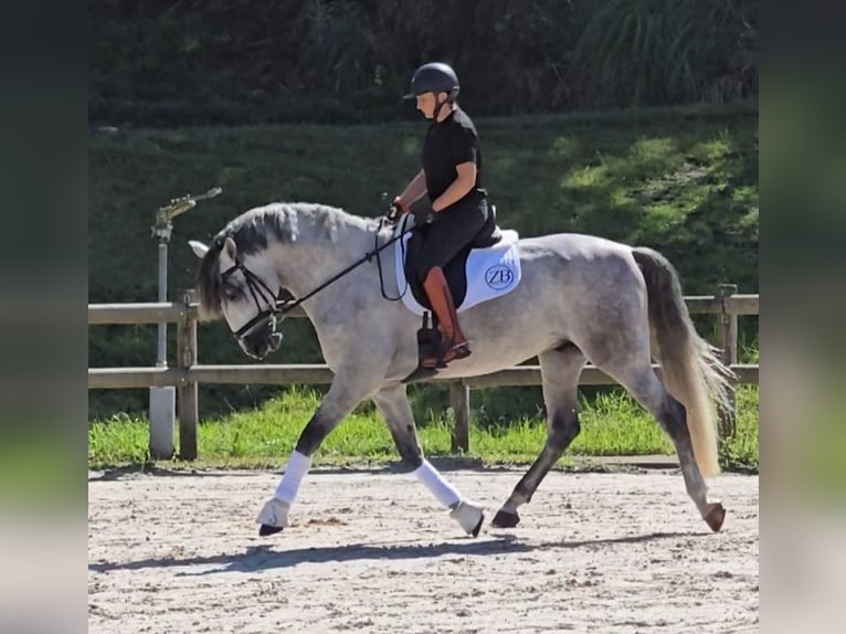 PRE Blandning Hingst 5 år 171 cm Grå in Halsou