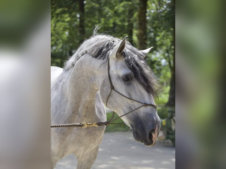 PRE Blandning Hingst 5 år 171 cm Grå in Halsou